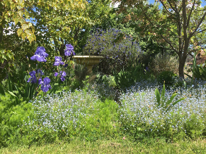 Blue Garden